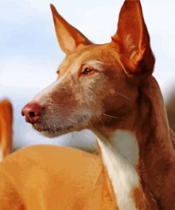 Close Up Podenco Dog Paint By Numbers