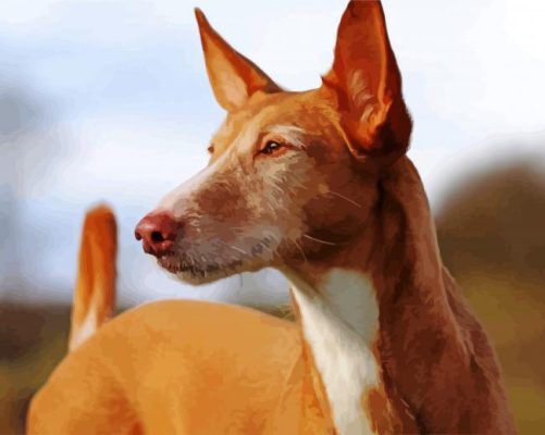 Close Up Podenco Dog Paint By Numbers