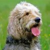 Otterhound Dog Paint By Numbers