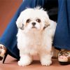 White Shihpoo Dog Colby Paint By Numbers