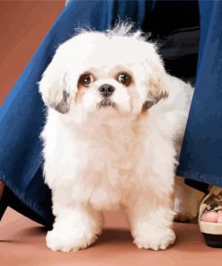 White Shihpoo Dog Colby Paint By Numbers