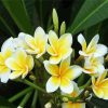 Yellow Hawaiian Flower Paint By Numbers