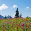 Alpine Meadows Landscape Paint By Number