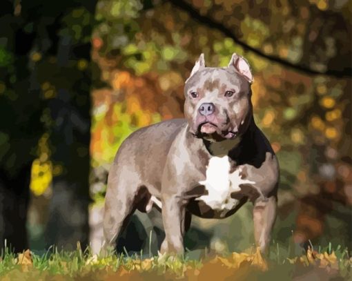 American Bully Dog Paint By Numbers
