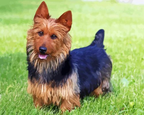 Australian Terrier Paint By Number