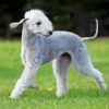 Bedlington Terrier Dog Paint By Number