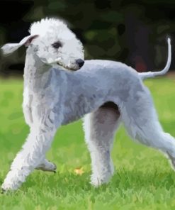 Bedlington Terrier Dog Paint By Number