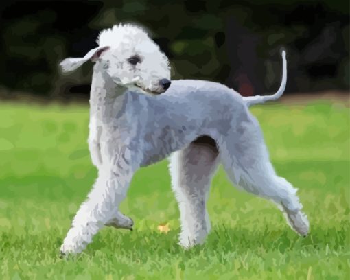 Bedlington Terrier Dog Paint By Number