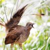 Beige Lyrebird Paint By Number