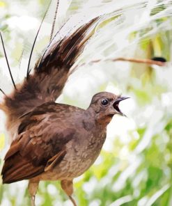 Beige Lyrebird Paint By Number