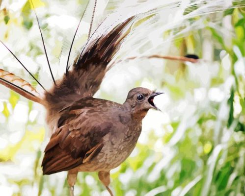 Beige Lyrebird Paint By Number