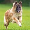 Belgian Sheepdog Running In Grass Paint By Number