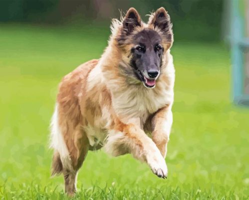 Belgian Sheepdog Running In Grass Paint By Number