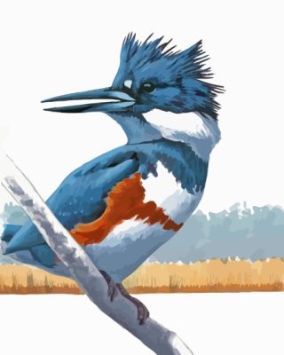 Belted Kingfisher Bird Art Paint By Number