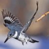 Belted Kingfisher Flying Paint By Number