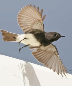 Black Phoebe Flying Paint By Number