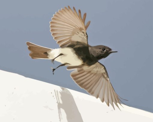 Black Phoebe Flying Paint By Number