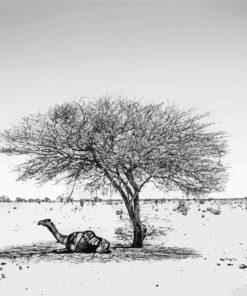 Camel Sitting In Sahara Tree Shadow Paint By Number