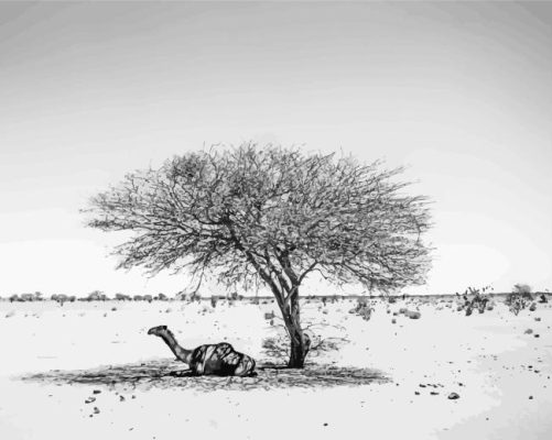 Camel Sitting In Sahara Tree Shadow Paint By Number