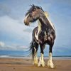 Black And White Horse At Beach Paint By Number