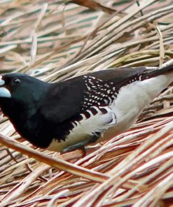 Black And White Finches Paint By Number