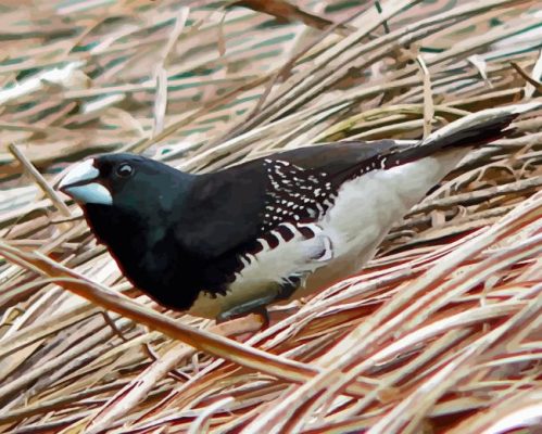 Black And White Finches Paint By Number