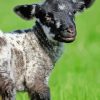 Black And White Sheep Lamb Paint By Number