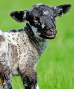 Black And White Sheep Lamb Paint By Number