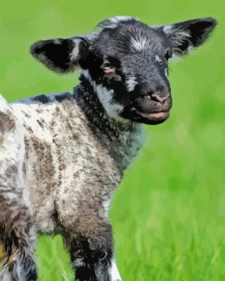 Black And White Sheep Lamb Paint By Number