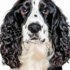 Black And White Spaniel Face Paint By Number