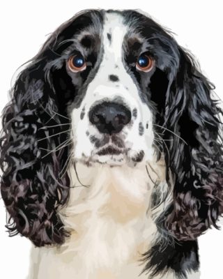 Black And White Spaniel Face Paint By Number