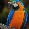 Blue And Gold Macaw On Tree Paint By Number