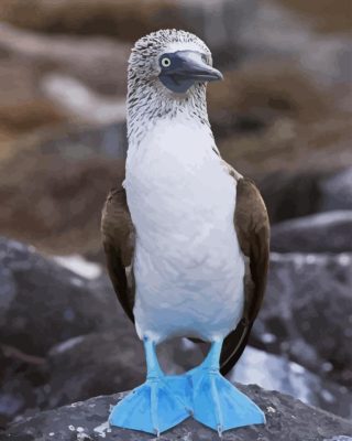 Blue Footed Booby Paint By Numbers