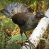 Brown Lyrebird Paint By Numbers