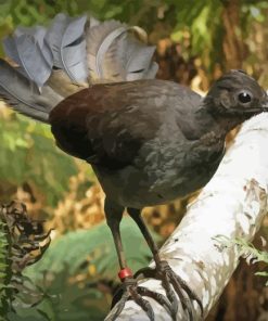 Brown Lyrebird Paint By Numbers