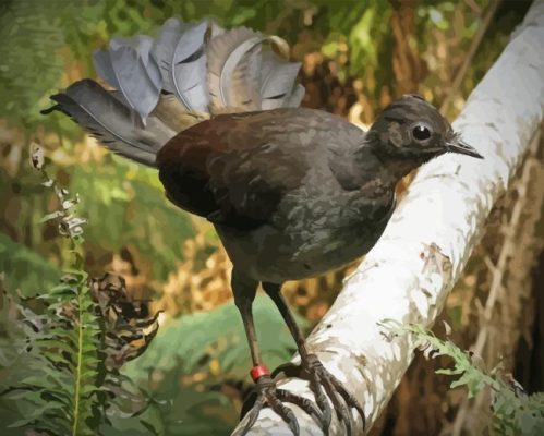 Brown Lyrebird Paint By Numbers