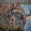 Buffalo And Red Billed Oxpeckers Birds Paint By Number