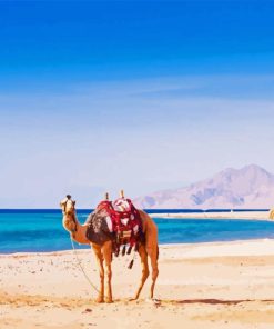 Camel In Hurghada Beach Paint By Number
