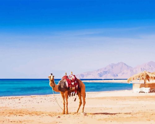 Camel In Hurghada Beach Paint By Number