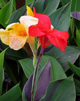 Canna Cleopatra In Flower Paint By Numbers