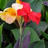 Canna Cleopatra In Flower Paint By Numbers