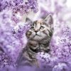 Cat In Purple Flowers Field Paint By Number
