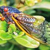Cicada Wings Paint By Number