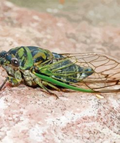 Cicadas Insect Paint By Numbers