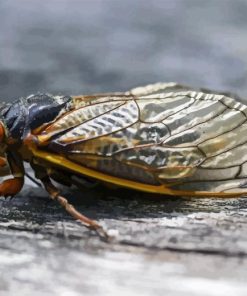 Cicadas Paint By Numbers