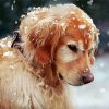 Close Up Golden Retriever In Snow Paint By Number