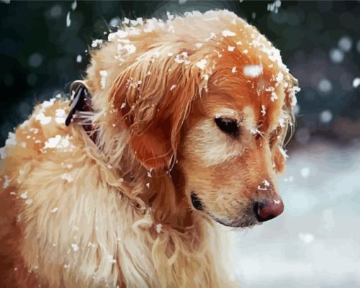 Close Up Golden Retriever In Snow Paint By Number