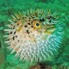 Close Up Puffer Fish Paint By Number