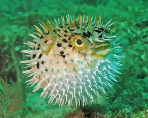 Close Up Puffer Fish Paint By Number