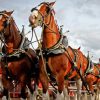 Close Up Budweiser Clydesdales Horses Paint By Numbers